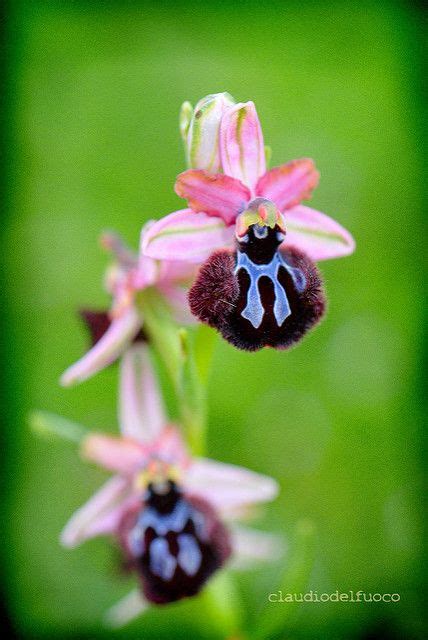 Wild Orchids Ophrys Sipontensis Apricena Rare Flowers Strange Flowers Wild Orchid