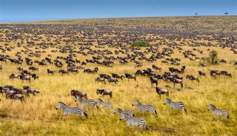 21 Facts About Masai Mara National Reserve Kenya Wildlife Safari Tips