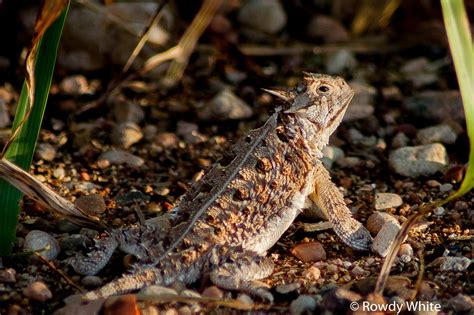 The Downfall And Comeback Of The Texas Horned Lizard Instante Mense