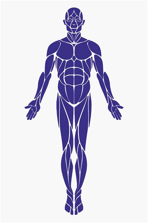 Whole Body Human Body Muscles Svg Hd Png Download Kindpng