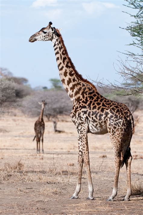 Giraffes The Silent Extinction