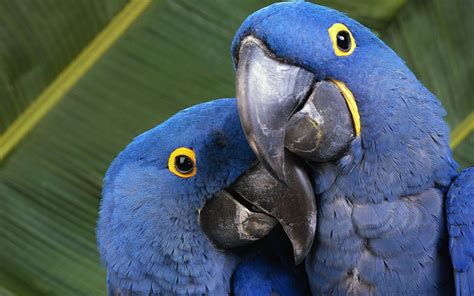 Blue Macaws Full Hd Wallpaper And Background Image 1920x1200 Id260408