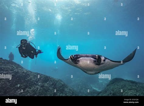 Beautiful Manta Ray Underwater With Scuba Divers Stock Photo Alamy