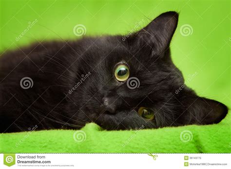 Black Cat With Green Eyes Relaxing On Blanket Royalty Free