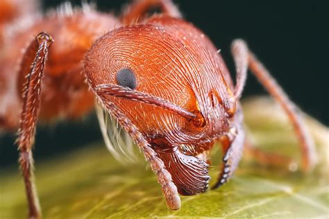 Fire Ant Insect Ants Animals Hd Wallpaper Wallpaper Flare