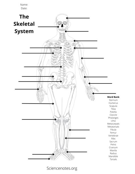 Printable Blank Human Anatomy Diagrams Anatomy Worksheets My Xxx Hot Girl