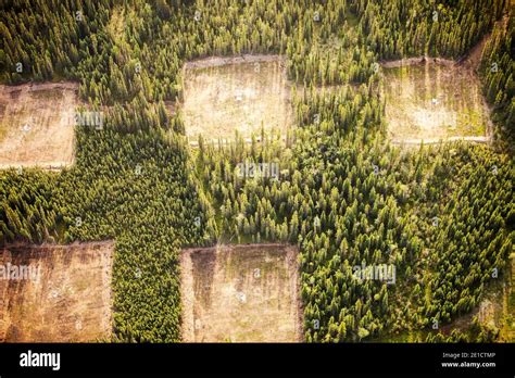 Boreal Forest Trees Clear Felled To Make Way For A New Tar Sands Mine