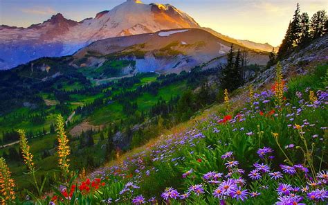 Summer Mountains At Sunset Blossoms Landscape Sky Sun Floers Hd