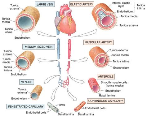 Bio2305 Vascular Physiology Perfusion Blood Flow Through Tissues Or