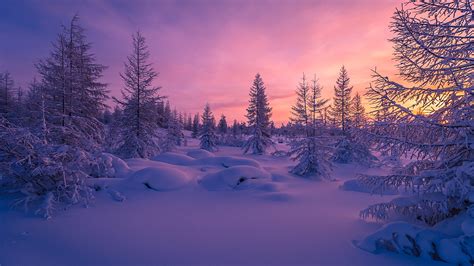 Winter Schnee Sonnenuntergang Wald Bäume Dämmerung 2560x1600 Hd