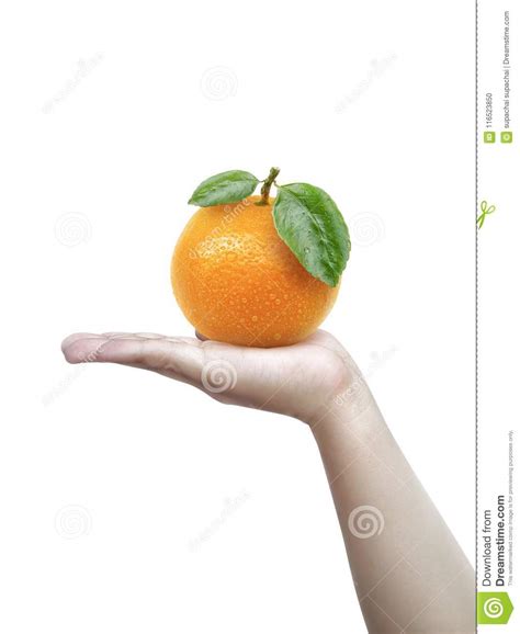 Human Hand Holding A Of Orange Isolated On A White Background Stock