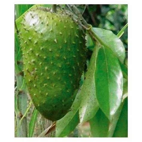 Green Heaven Graviola Extract Pack Size 5 Kg Packaging Type Polybag At Rs 1450kilogram In
