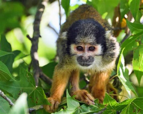 Tropical rainforests lie in the equatorial zone, between the tropic of cancer and tropic of capricorn. Free picture: jungle, monkey, animal, primate, rain forest, cute, wildlife