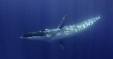 Le Cœur Dune Baleine Bleue Peut Battre Seulement Deux Fois Par Minute