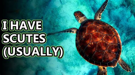 Sea Turtle Facts Do You Know Every Species Animal Fact