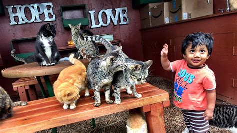 An Inside Look At Lanai Cat Sanctuary Travelage West