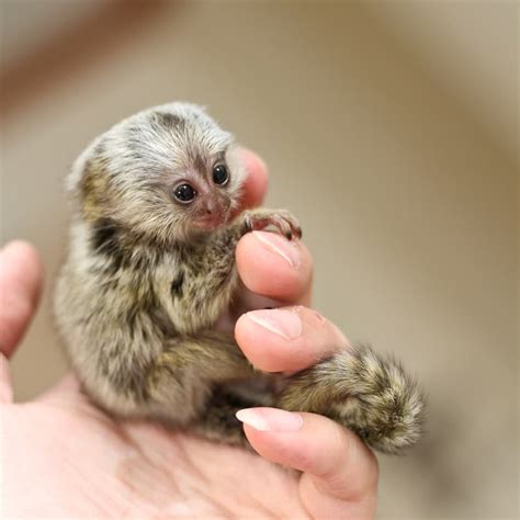 These 10 Lovely Pictures Of Baby Monkeys Will These 10 Lovely
