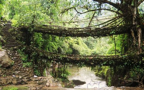 Umshiang Double Decker Root Bridge In Nongriat Village Patrimoine Voyage