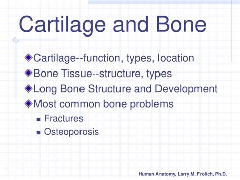 Ppt Cartilage And Bone Powerpoint Presentation Free Download Id685056