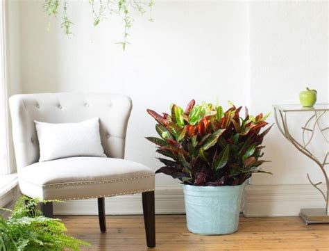 How To Move Indoor And Garden Plants