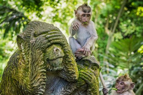 Monkeys At Play In Bali Indonesia Insight Guides Blog