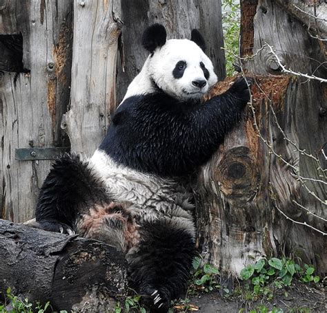 Tian Tian Update And Giant Panda Faq Edinburgh Zoo