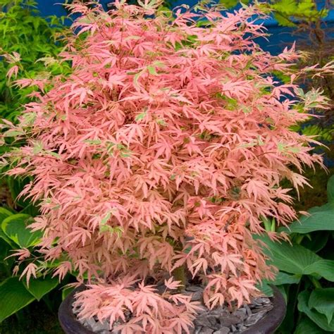 Acer Palmatum Taylor Pink Japanese Maple