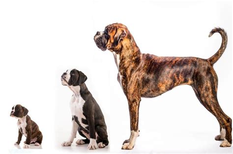 Boxer Growth Weight Chart Everything You Need To Know Pawlicy Advisor