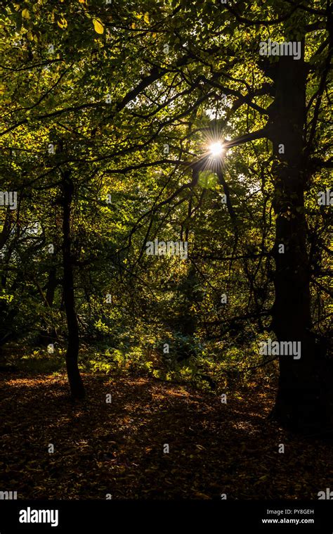 Early Morning Autumn Sunburst Through The Trees On The Ashridge Estate