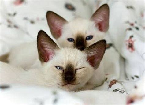 Siamese Cats 5 Facts About Them That You Need To Know Before Adopt