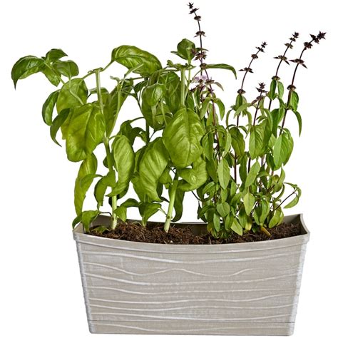 Bonnie Plants Basil Combo In 15 Gallon S Planter At