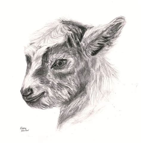 A Drawing Of A Goat Drawing Image