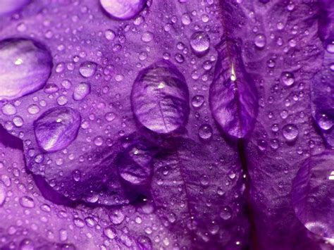 Close Up Nature Flowers Purple Water Drops Macro Flower