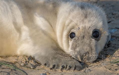 Englands Largest Grey Seal Colony Set To Welcome Record 4000 New Pups