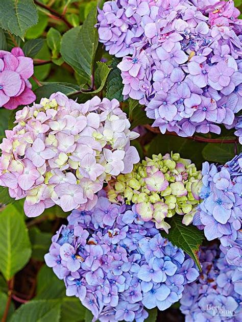 Best Of Home And Garden How To Care For And Choose Hydrangeas
