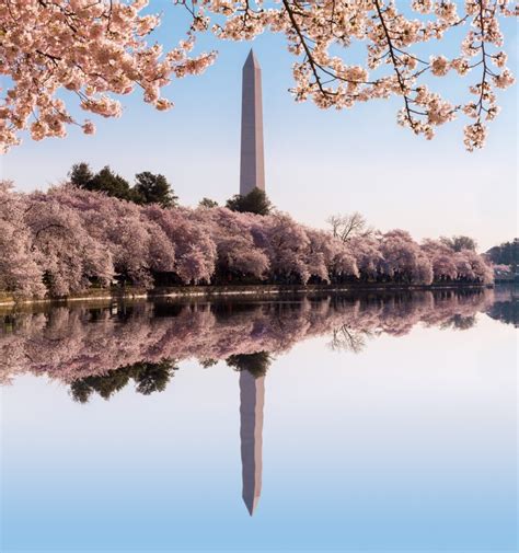 Cherry Blossoms And Washington Dc March 30 April 4 2023 Sold Out Radio 570 Wnax