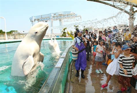 Beluga Whales Interact With Visitors At Hakkeijima Sea Paradise In