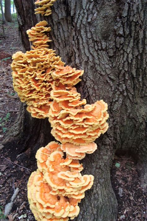 Mushrooms Wild Edible Plants Of New Jersey And