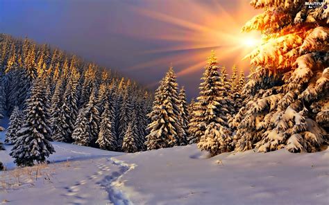 Forest Spruces Traces Rays Glamour Snow Winter Sun Beautiful