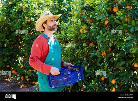 Farmer Man Harvesting Oranges In An Orange Tree Field Stock Photo Alamy