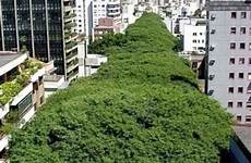porto alegre brazil street tree beautiful lined green places city streets visit urban cities rio grande architecture great should every
