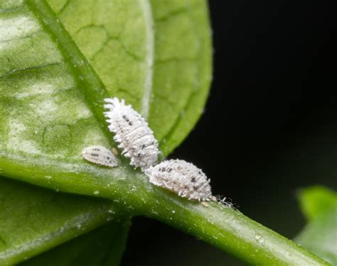 Tiny White Bugs On Plants What Are They Terminix