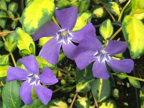 Vinca Minor Illumination Emerisa Gardens