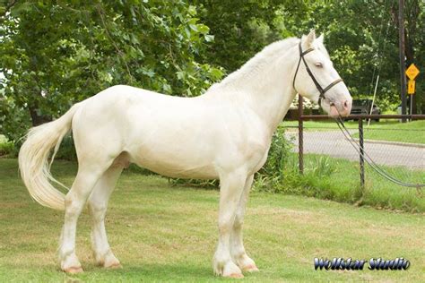 breed sugarbush draft horse american cream draft horse registered  jokers white