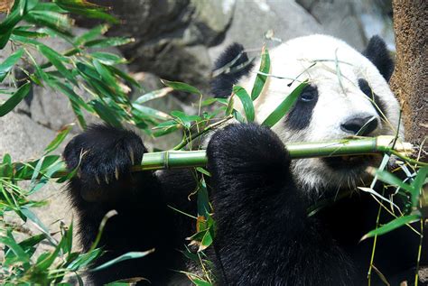 Ecologie Positive Le Panda Un Ours Carnivore Qui Mange Du Bambou