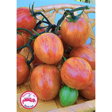 Tomato Pink Bumble Bee Fatalii Seeds