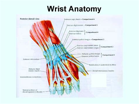 This tendon works with the ecrb and ecrl to straighten the wrist. Human&Animal Anatomy and Physiology Diagrams: Anatomy Of Wrist