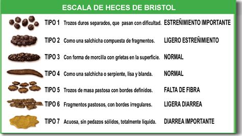 Pero, ¿y en los cactus? Escala de Bristol - Viquipèdia, l'enciclopèdia lliure