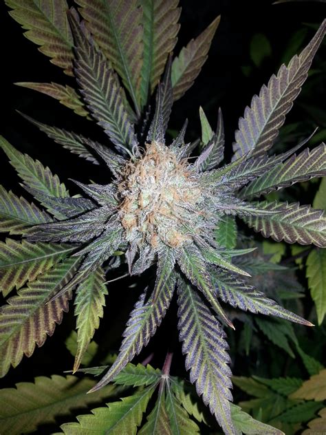 Cotton Candy By Delicious Seeds Seedfinder Strain Info