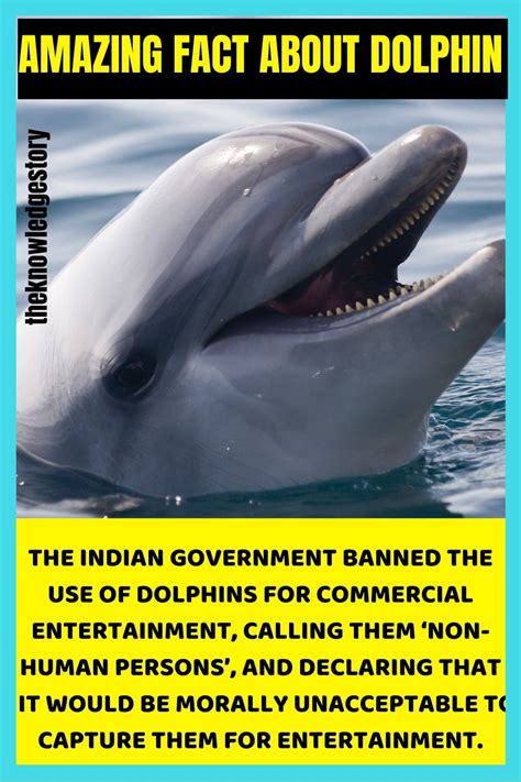 Ocean Animals Dolphin Facts